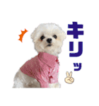マルチーズのCOCORO（個別スタンプ：11）