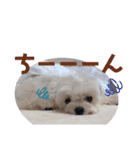 マルチーズのCOCORO（個別スタンプ：15）