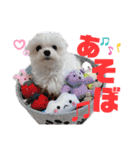マルチーズのCOCORO（個別スタンプ：16）