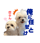 マルチーズのCOCORO（個別スタンプ：17）