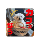 マルチーズのCOCORO（個別スタンプ：20）