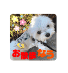 マルチーズのCOCORO（個別スタンプ：21）