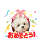 マルチーズのCOCORO（個別スタンプ：22）