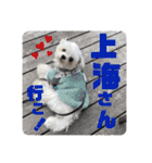 マルチーズのCOCORO（個別スタンプ：23）