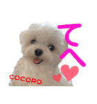 マルチーズのCOCORO（個別スタンプ：26）