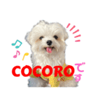 マルチーズのCOCORO（個別スタンプ：28）