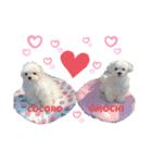 マルチーズのCOCORO（個別スタンプ：31）
