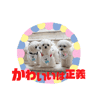 マルチーズのCOCORO（個別スタンプ：32）
