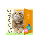 Ginger Tabby Cat Brothers 14（個別スタンプ：2）