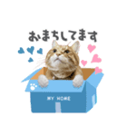 Ginger Tabby Cat Brothers 14（個別スタンプ：3）