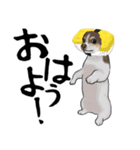 寿司犬 ¥120（個別スタンプ：1）