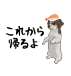 寿司犬 ¥120（個別スタンプ：17）