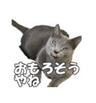 ロシアンブルー ヨハン（個別スタンプ：4）