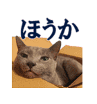 ロシアンブルー ヨハン（個別スタンプ：7）