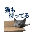 ロシアンブルー ヨハン（個別スタンプ：15）