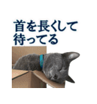 ロシアンブルー ヨハン（個別スタンプ：16）