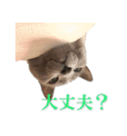 ロシアンブルー ヨハン（個別スタンプ：21）