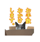 ロシアンブルー ヨハン（個別スタンプ：27）