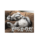 ロシアンブルー ヨハン（個別スタンプ：33）