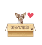 ちわわのみるくぷりんここあ（個別スタンプ：1）