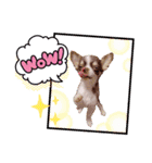 ちわわのみるくぷりんここあ（個別スタンプ：2）