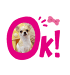 ちわわのみるくぷりんここあ（個別スタンプ：4）