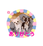 ちわわのみるくぷりんここあ（個別スタンプ：5）