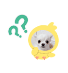ちわわのみるくぷりんここあ（個別スタンプ：6）