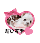 ちわわのみるくぷりんここあ（個別スタンプ：7）