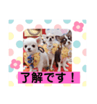 ちわわのみるくぷりんここあ（個別スタンプ：9）