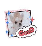 ちわわのみるくぷりんここあ（個別スタンプ：11）