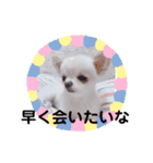 ちわわのみるくぷりんここあ（個別スタンプ：12）