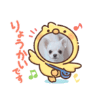 ちわわのみるくぷりんここあ（個別スタンプ：13）