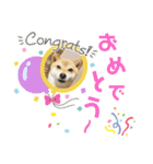 柴犬さんで気持ち伝えよう！（個別スタンプ：1）