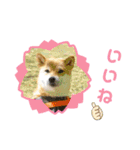 柴犬さんで気持ち伝えよう！（個別スタンプ：2）