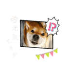 柴犬さんで気持ち伝えよう！（個別スタンプ：3）