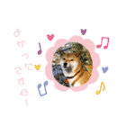 柴犬さんで気持ち伝えよう！（個別スタンプ：5）