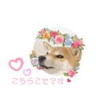 柴犬さんで気持ち伝えよう！（個別スタンプ：7）