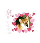 柴犬さんで気持ち伝えよう！（個別スタンプ：8）