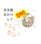 柴犬さんで気持ち伝えよう！（個別スタンプ：10）
