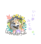 柴犬さんで気持ち伝えよう！（個別スタンプ：12）