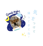 柴犬さんで気持ち伝えよう！（個別スタンプ：14）