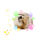 柴犬さんで気持ち伝えよう！（個別スタンプ：15）
