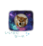 柴犬さんで気持ち伝えよう！（個別スタンプ：16）