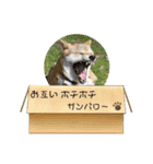柴犬さんで気持ち伝えよう！（個別スタンプ：18）