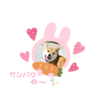 柴犬さんで気持ち伝えよう！（個別スタンプ：19）