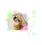 柴犬さんで気持ち伝えよう！（個別スタンプ：20）