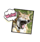 柴犬さんで気持ち伝えよう！（個別スタンプ：23）