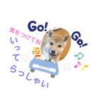 柴犬さんで気持ち伝えよう！（個別スタンプ：24）