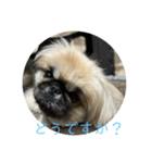 ペキニーズのアッピーその5（個別スタンプ：1）